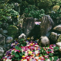 木漏れ日に映える池の写真