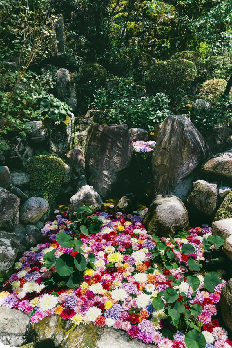 岡寺の境内でカラフルなダリヤが咲く池畔の風景。苔むした岩と緑の樹木に囲まれている