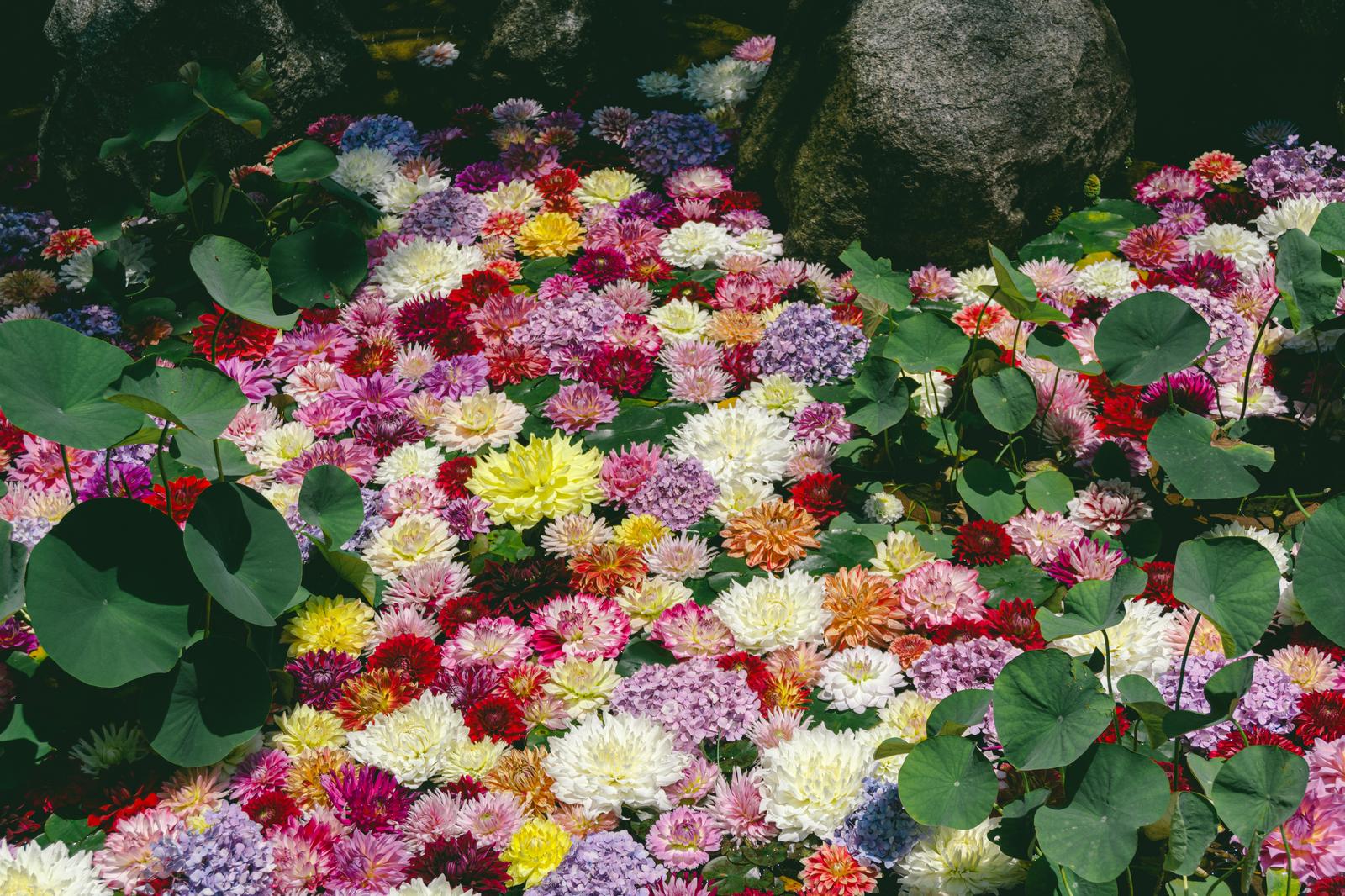 岡寺の華の池に咲く色とりどりのダリヤや菊、睡蓮などの花々