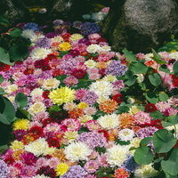 豊かな彩に満たされた華の池の写真