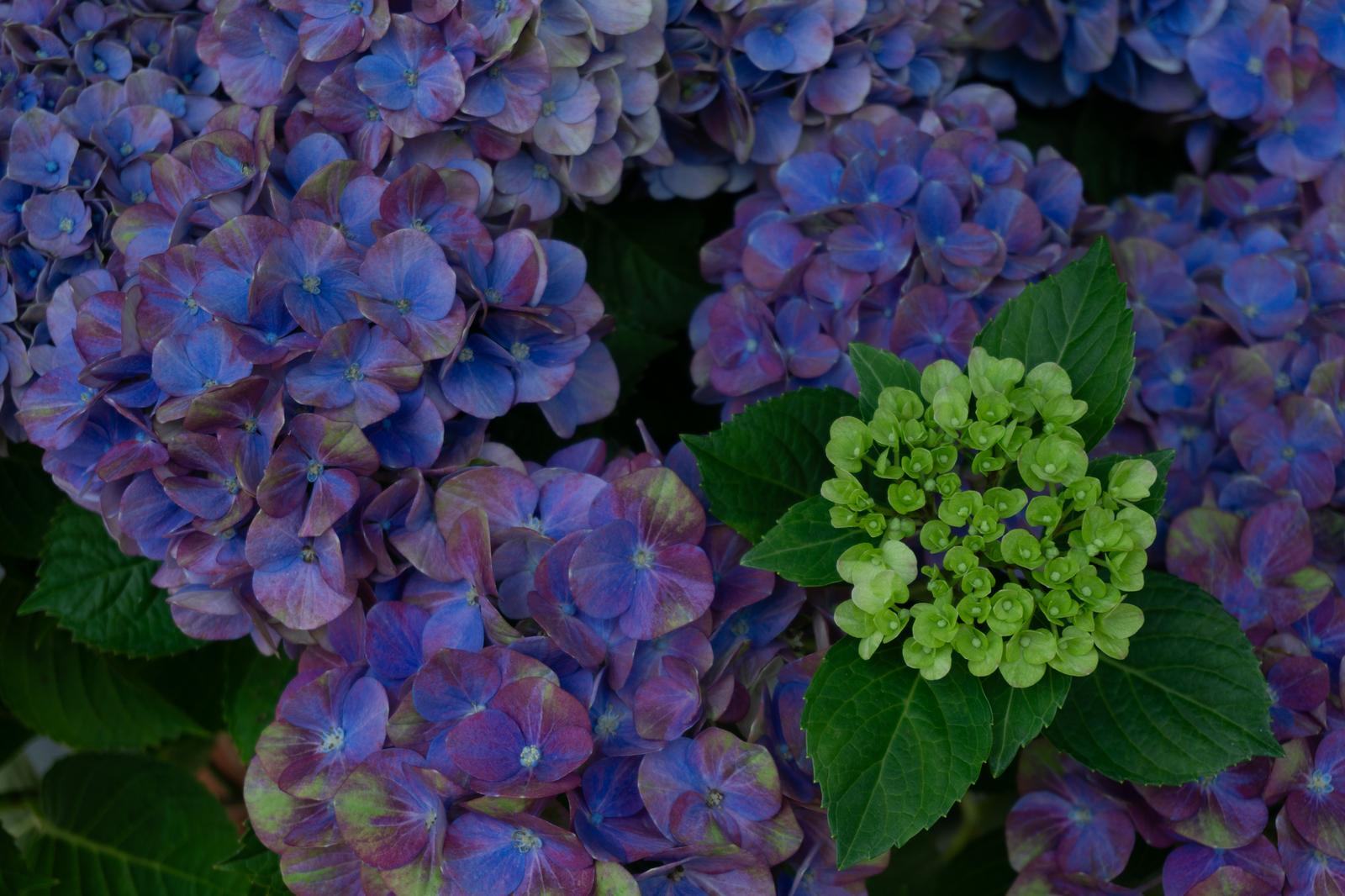 紫陽花の花房から黄緑色の若い花枝が顔を出している