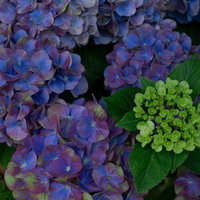 咲き誇る紫陽花から顔を出す若い花枝の写真