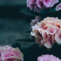 淡いピンクのグラデーションの紫陽花の写真