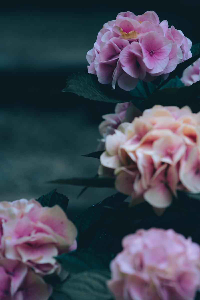 淡いピンクから濃いピンクへグラデーションする紫陽花の花房と緑の葉