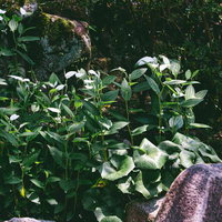 花の咲く間は周囲の葉が白く色を変える半夏生の姿の写真