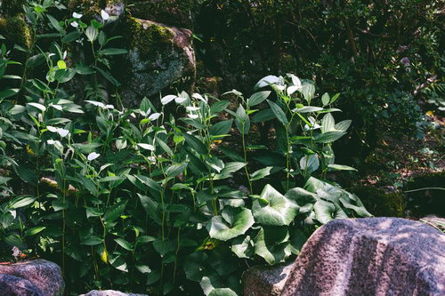 花の咲く間は周囲の葉が白く色を変える半夏生の姿