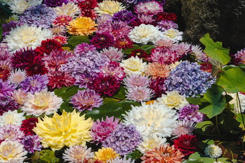 ダリヤと紫陽花に彩られた池の面