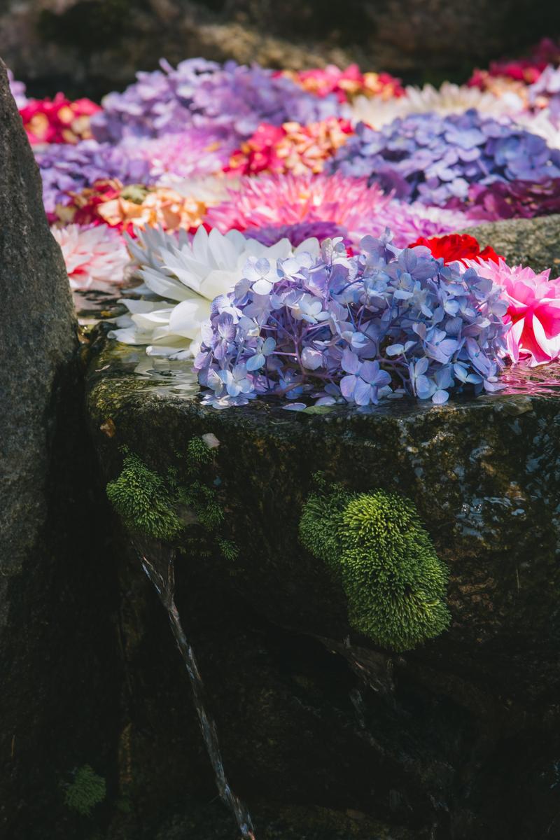 奈良の岡寺の花手水。紫陽花やダリヤが浮かぶ水から滴が落ちる