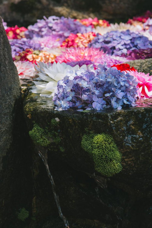 鮮やかな花の水辺からしたたる水