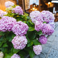 石畳の小路に咲く薄紫のあじさい｜梅雨の季節の花の写真