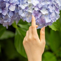 紫の紫陽花に優しく触れる女性の手と指先のクローズアップの写真