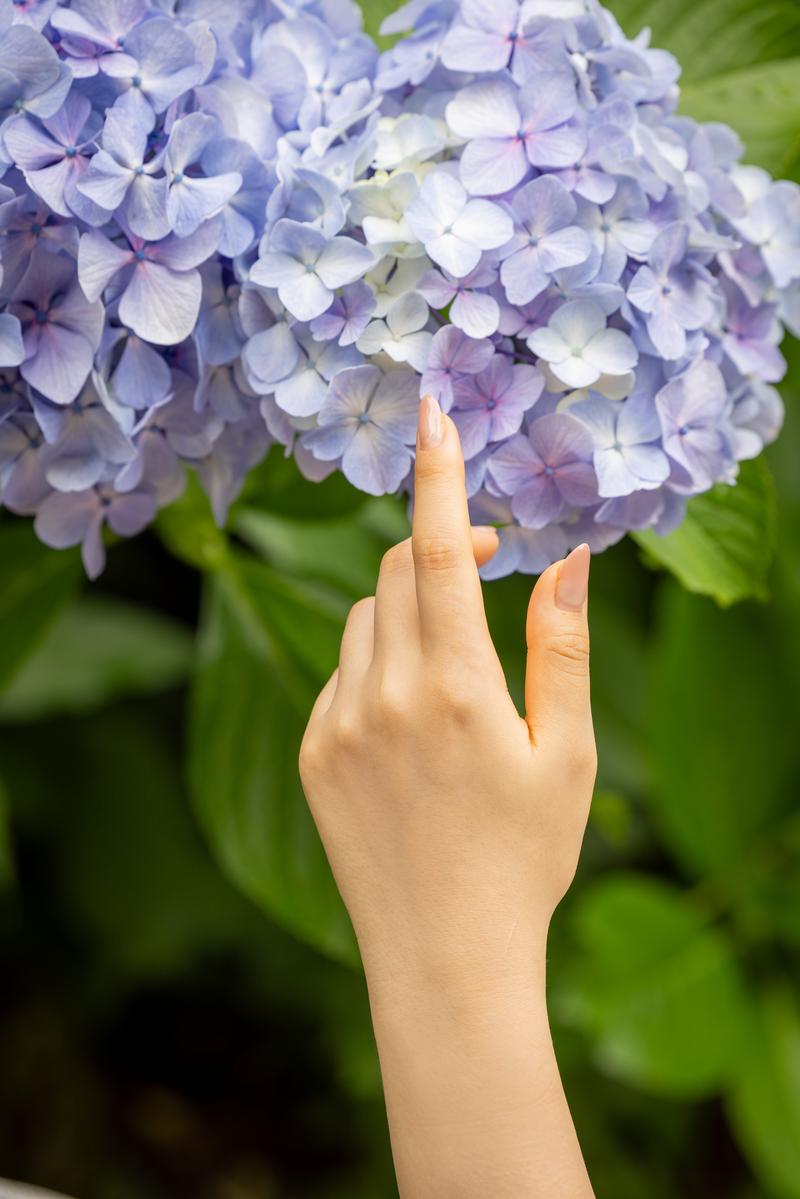 紫色に咲く紫陽花の花に指を伸ばして触れる女性の手