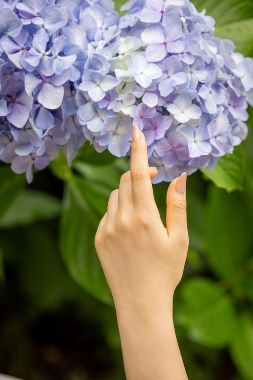 紫の紫陽花に優しく触れる女性の手と指先のクローズアップ