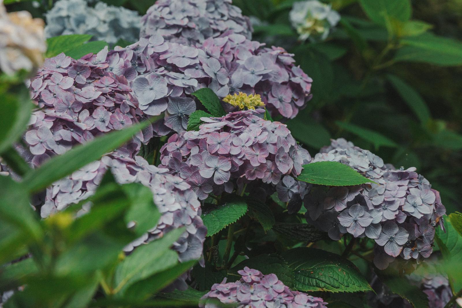 ピンク紫色の紫陽花が満開に咲く株を葉とともに写した写真