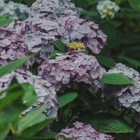 紫陽花の花がたくさん咲く満開の株。梅雨の季節の写真