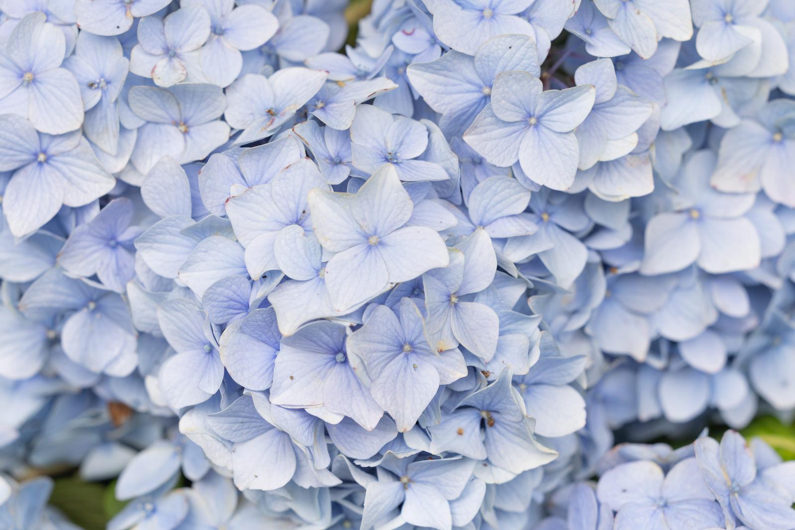 青白い紫陽花が密集した花房をクローズアップした写真
