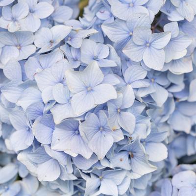 青白い紫陽花が密集した花房のクローズアップの写真