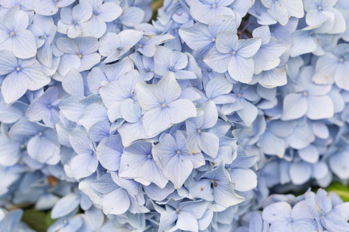 青白い紫陽花が密集した花房のクローズアップ