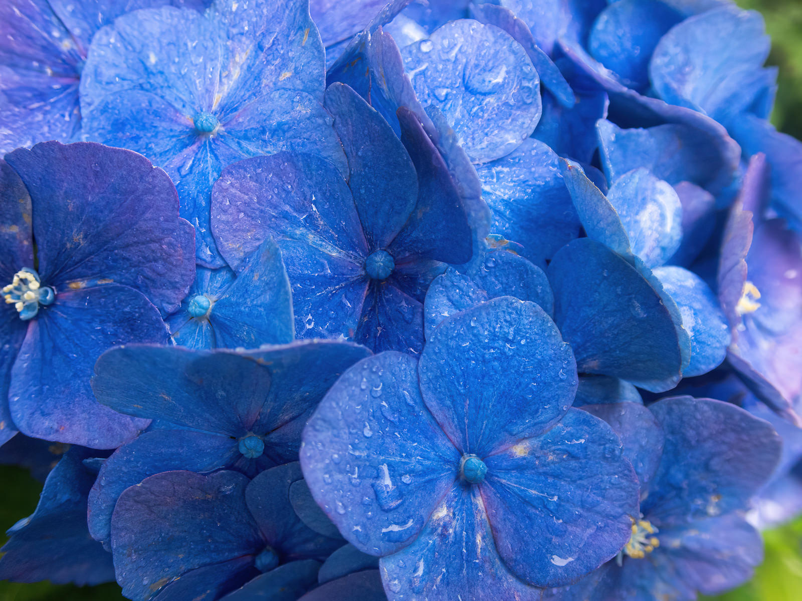 水滴が付いた青い紫陽花のクローズアップ