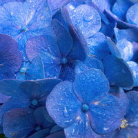 水滴と紫陽花（青）のクローズアップの写真