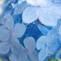 青い紫陽花の花びらに付いた水滴のマクロ撮影の写真