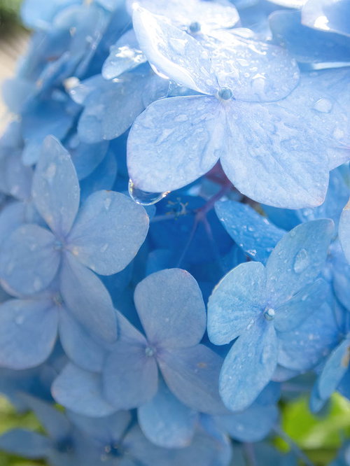 青い紫陽花の花びらに付いた水滴のマクロ撮影