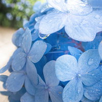 雨上がりの紫陽花に付いた水滴の写真