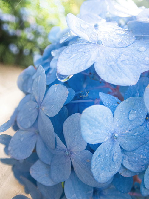 雨上がりの紫陽花に付いた水滴