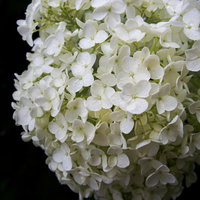 水滴のついた白い紫陽花の花びらの写真