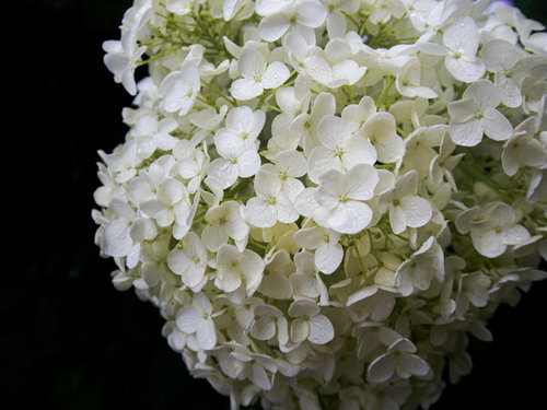 水滴のついた白い紫陽花の花びら