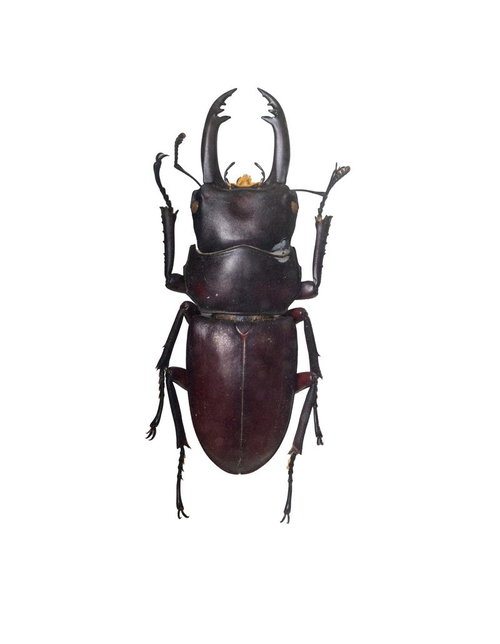 大顎が印象的なアカアシクワガタの標本