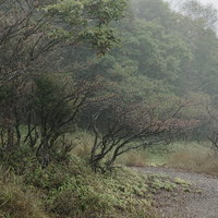 霧雨に包まれた赤城山小沼湖畔の樹木の写真