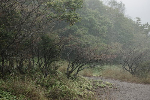 霧雨に包まれた赤城山小沼湖畔の樹木