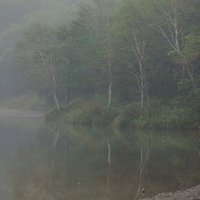 霧の湖畔に映りこむ木々の水面反射と朝靄の静寂の写真