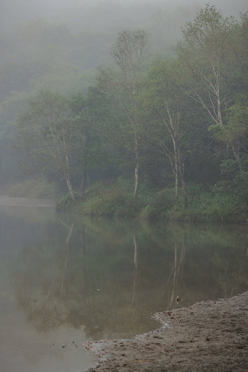 霧の湖畔に映りこむ木々の水面反射と朝靄の静寂