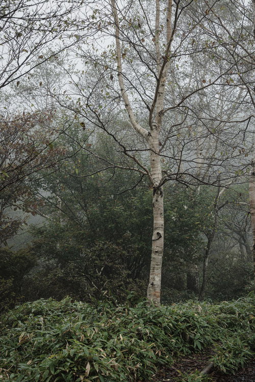霧に包まれた湖畔の木々
