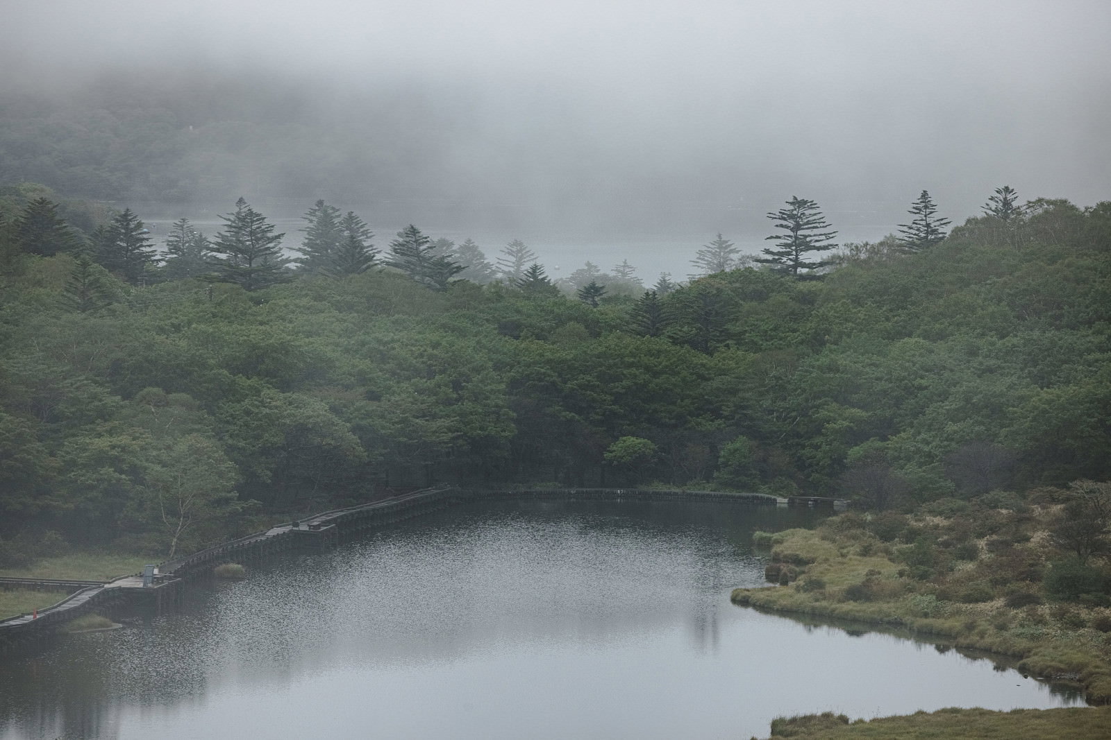 霧に包まれた覚満淵の湿原と水面の風景