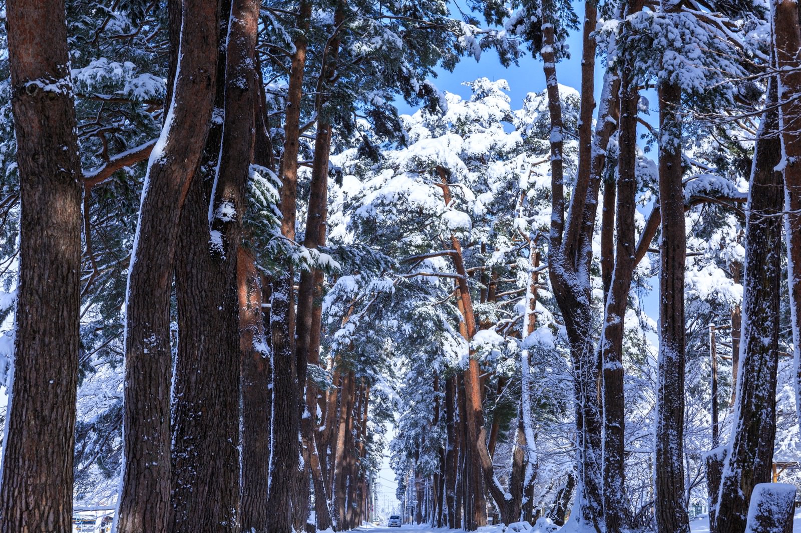 雪が積もった松の大木が両側に立ち並ぶ冬の景色、奥に雪山が見える