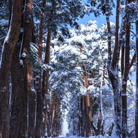 雪が積もった松並木と遠景の雪山、晴天の冬景色の写真