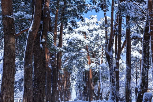雪が積もった松並木と遠景の雪山、晴天の冬景色