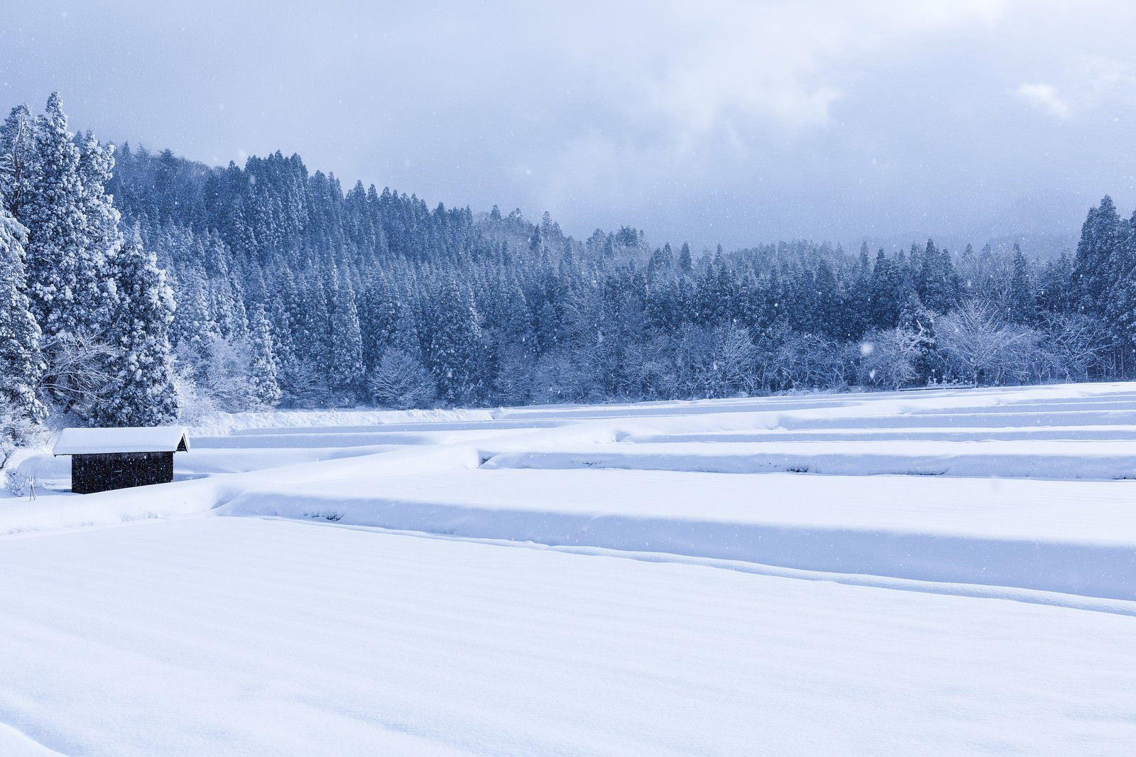 雪で覆われた湖と針葉樹林が広がる冬の山里の風景