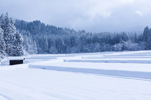 雪が降り積もる山里の凍結した湖と針葉樹林の冬景色