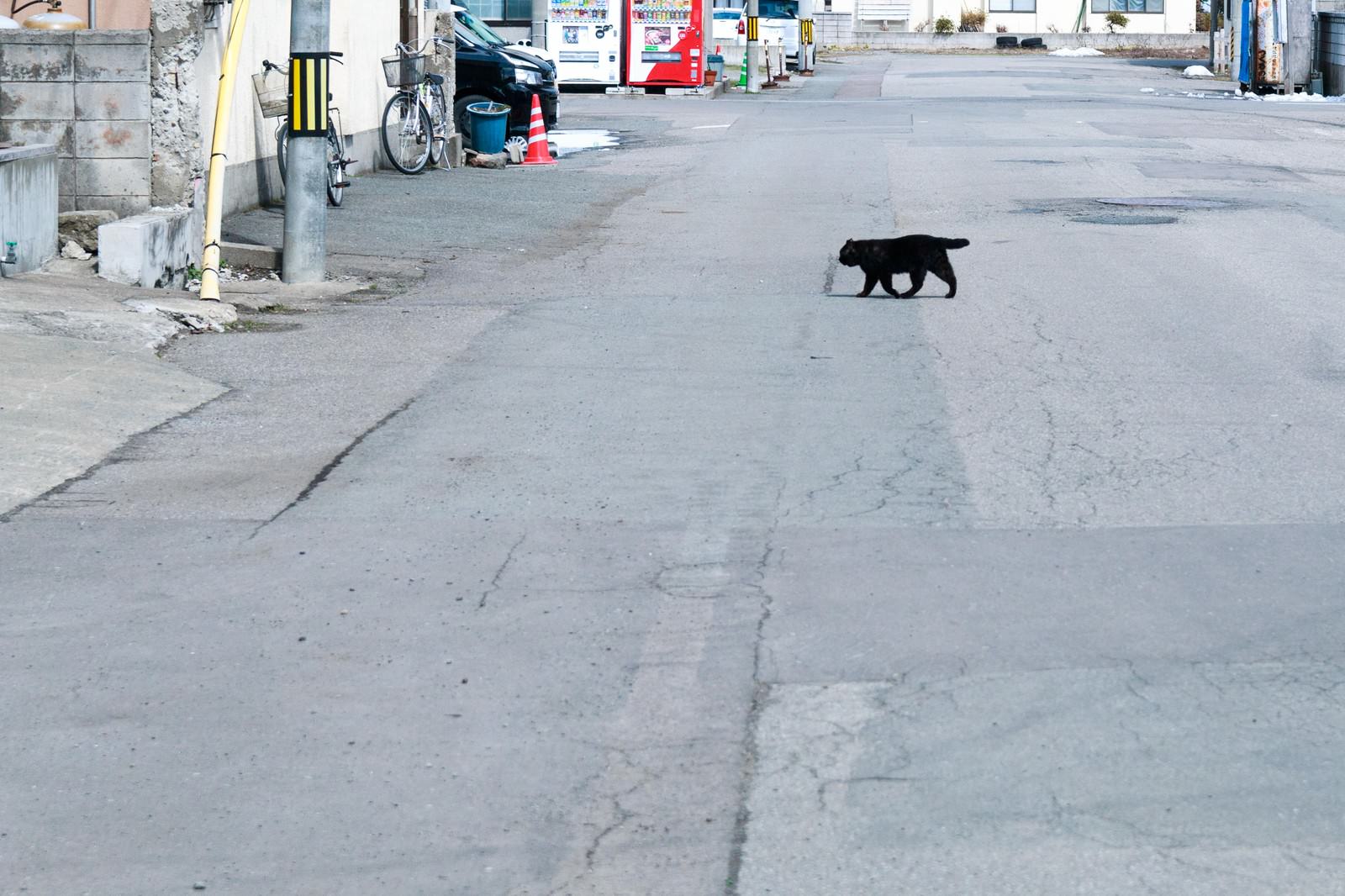 道路を横切る黒い猫が市街地の舗装路を歩んでいる