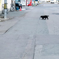 道路を横切る黒猫、市街地の舗装道路を行き来する動物の写真