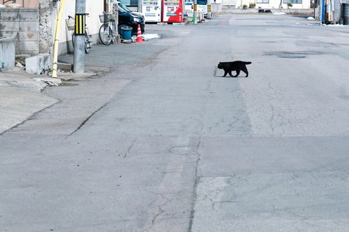道路を横切る黒猫、市街地の舗装道路を行き来する動物