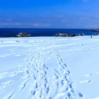 雪に覆われた種差海岸の足あと - 冬の海岸風景の写真