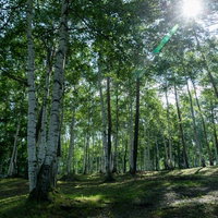 夏の日差しが作る白樺林の木漏れ日と光と影の写真