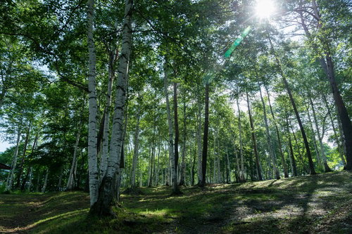 夏の日差しが作る白樺林の木漏れ日と光と影