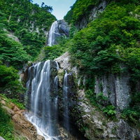 白樺林に差し込む夏の木漏れ日の写真