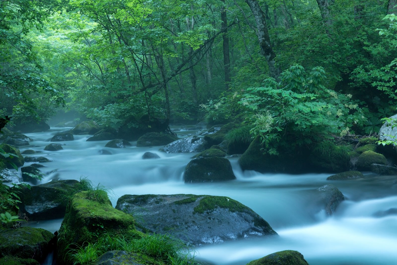 雨に煙る奥入瀬渓流の長時間露光で撮影された滑らかな水流と苔むした岩